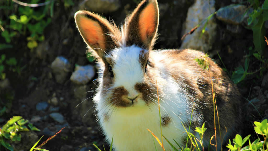 Curiosidades de los conejos, pequeños mamíferos con una gran historia