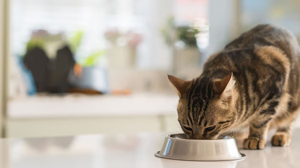 Cómo alimentar a tu gato, cantidades diarias y otros consejos