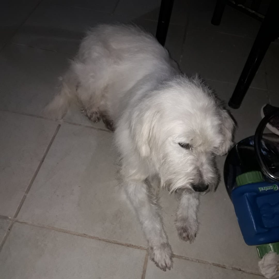 Nacho, perro perdido en Santa Rosa, zona Padre Ermesino entre Schmidt y Maggi