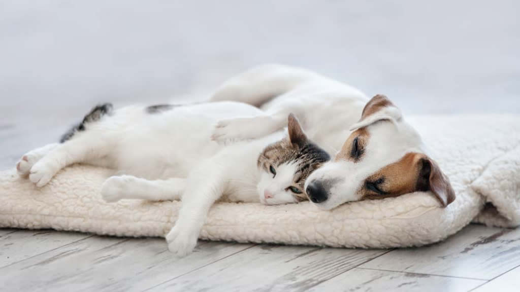 ¿Cuáles son las enfermedades más comunes en perros y gatos?